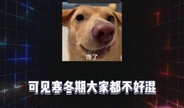 娱乐吃瓜宠物,吃瓜宠物们的欢乐日常