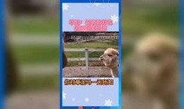 娱乐吃瓜宠物,吃瓜宠物们的欢乐日常