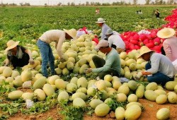 新疆网红吃瓜,瓜香四溢，瓜味无穷