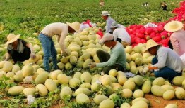 新疆网红吃瓜,瓜香四溢，瓜味无穷