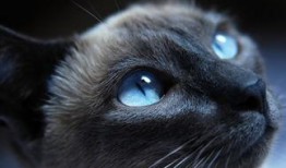 娱乐吃瓜酱29岁猫咪,揭秘宠物界的长寿传奇