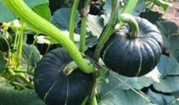 湖州吃瓜事件网红叫什么,网红“瓜王”引发全网热议