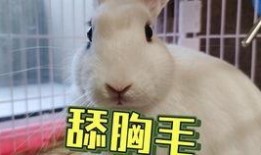 抖音网红猫儿吃瓜资源,萌态可掬引网友热议