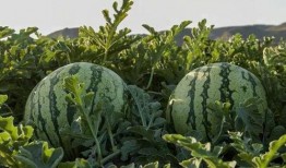 新疆网红吃瓜,瓜香四溢，瓜味无穷