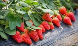 草莓农药爆料视频播放大全,视频爆料大全深度解析