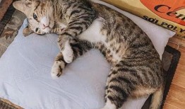 娱乐吃瓜酱29岁猫咪,揭秘宠物界的长寿传奇