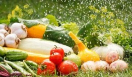 蔬菜保鲜爆料方法视频,揭秘视频爆料实用保鲜技巧