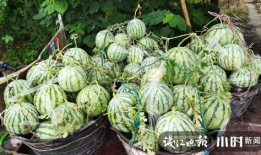 莱阳吃瓜网红是谁呀图片,网络红人的崛起之路