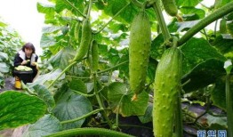 娱乐小葱花吃瓜视频大全,揭秘热门吃瓜视频大全