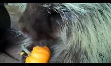 搞笑配乐吃瓜视频下载免费,欢乐无限