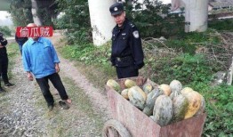 男摆摊网红吃瓜事件,揭秘网络舆论背后的真相