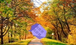 秋天爸爸弟弟爆料视频,爸爸弟弟爆料视频背后的温馨故事