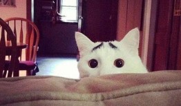 娱乐吃瓜猫咪视频大全最新,最新猫咪吃瓜视频大盘点