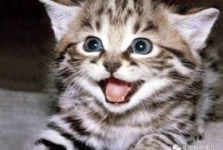 娱乐吃瓜酱29岁猫咪,揭秘宠物界的长寿传奇