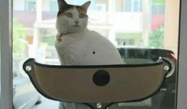 娱乐吃瓜酱改造猫窝,萌宠新居，趣味升级！